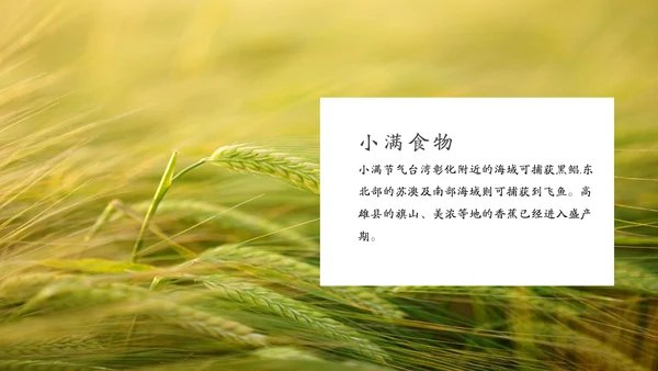 金色麦穗丰收的稻谷小满通用PPT模板