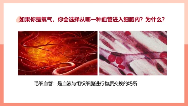 血流的管道，血管课件PPT模板.ppt
