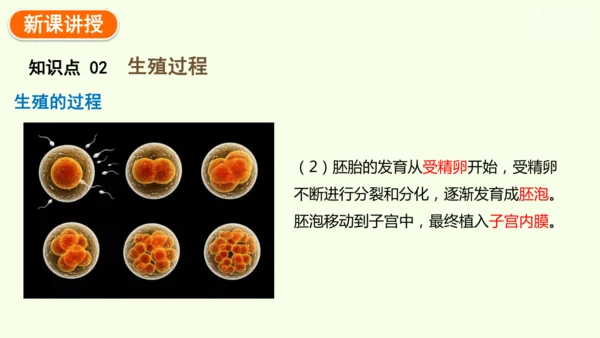 4.1.1人的生殖-七年级生物下学期同步精品课件（2024人教版）(共24张PPT)