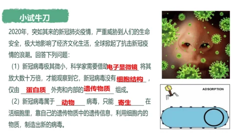 人教版生物八年级上册5.5《病毒》（课件）(共30张PPT)+视频素材