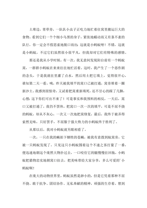 观察蚂蚁心得体会.docx