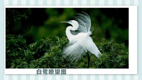 1《白鹭》课件