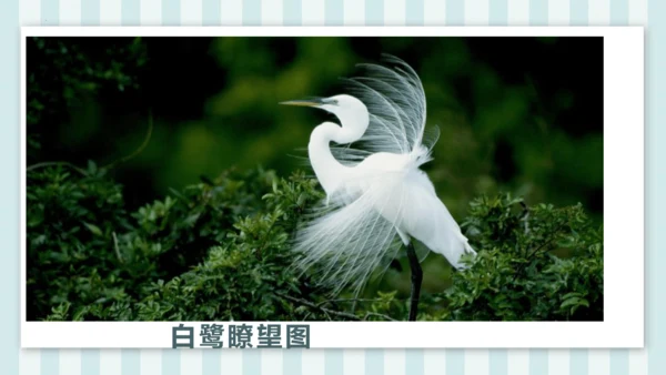 1《白鹭》课件