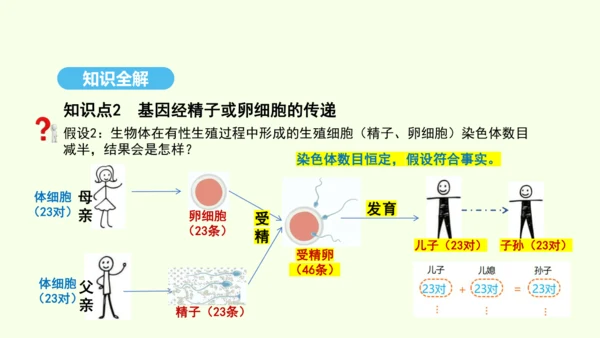 7.2.2基因在亲子代间的传递课件-人教版生物八年级下册(共29张PPT)
