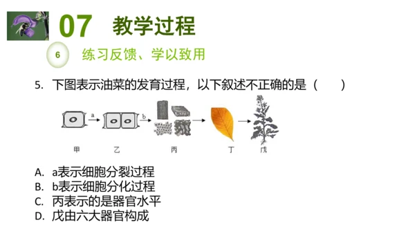 2.2.3植物体的结构层次 【说课课件】2023--2024学年人教版生物七年级上册(共42张PPT