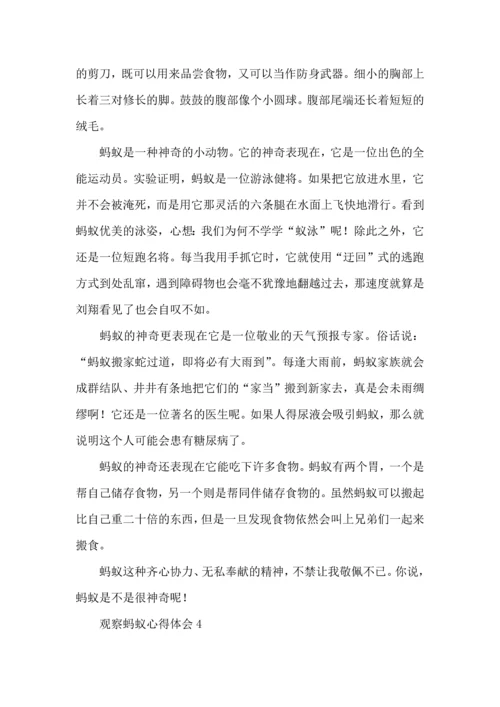 观察蚂蚁心得体会.docx