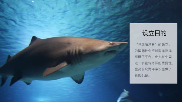 世界海洋日海豚通用PPT模板