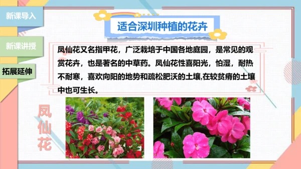 【北师大版】二年级《劳动实践指导手册》第11课《一起来种太阳花》课件