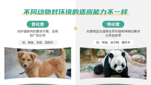保护野生动物斑马通用PPT模板