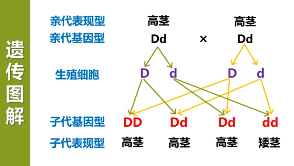八下 第七单元复习课件(共58张PPT)