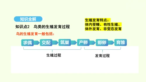 7.1.4鸟的生殖和发育课件-人教版生物八年级下册(共28张PPT)