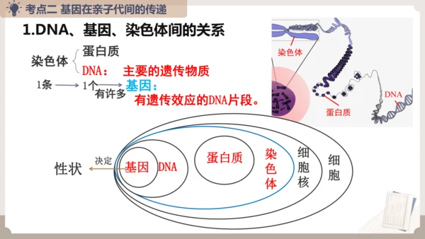 复习专题六生物的遗传与变异（串讲课件）-八年级生物上学期期末考点大串讲（人教版）(共23张PPT)