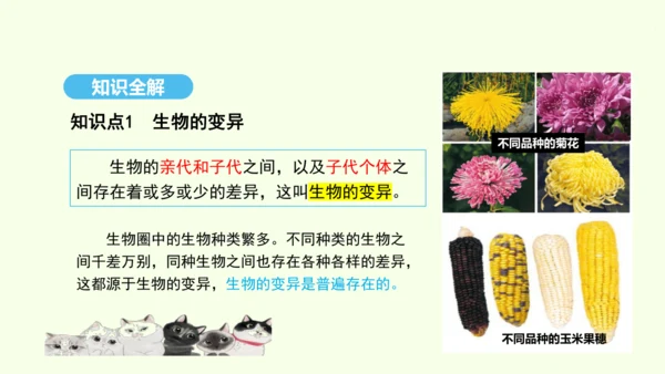 7.2.5生物的变异课件-人教版生物八年级下册(共28张PPT)