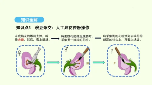 7.2.3基因的显性和隐性课件-人教版生物八年级下册(共31张PPT)