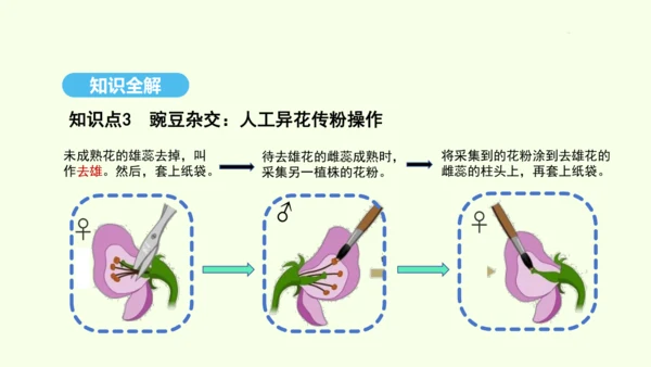 7.2.3基因的显性和隐性课件-人教版生物八年级下册(共31张PPT)