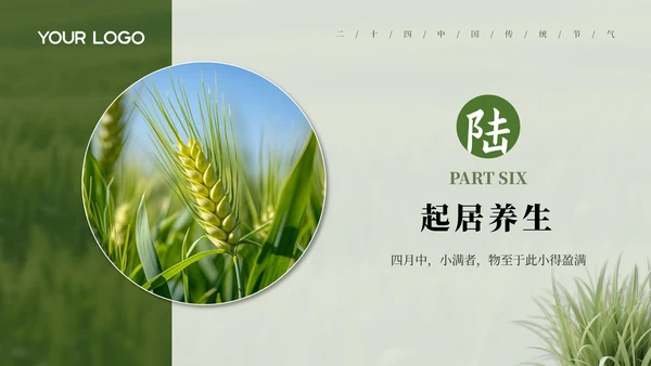 绿色小满节气介绍通用模板