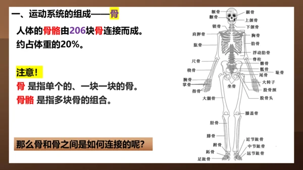 人教版生物八年级上册5.2.1《动物的运动》课件(共27张PPT)+视频素材