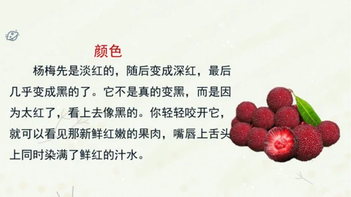 统编版三上第五单元 习作例文：我爱故乡的杨梅   课件