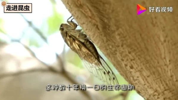 21《蝉》课件