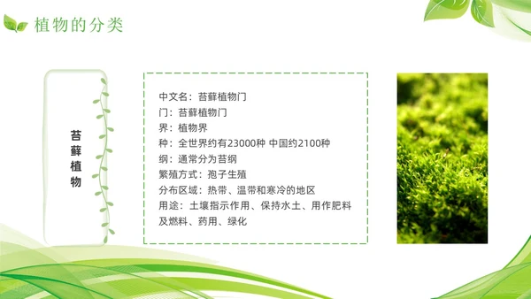 植物介绍简约绿色树叶花卉线条知识科普