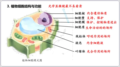 1.1&1.2 认识生物和细胞（复习课件）【2024人教新版七上生物高效完全备课】(共44张PPT)