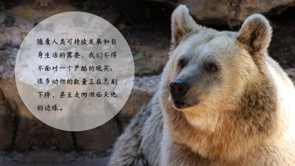 敬畏自然尊重生命保护动物大象通用PPT模板