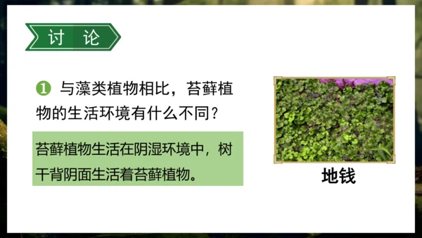 3.1.1 藻类、苔藓和蕨类植物 课件 人教版生物七年级上册(共27张PPT)