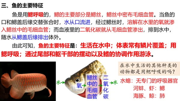 人教版生物八年级上册5.1.4《鱼》课件(共17张PPT)