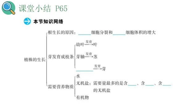 3.2.2 植株的生长课件(共20张PPT)