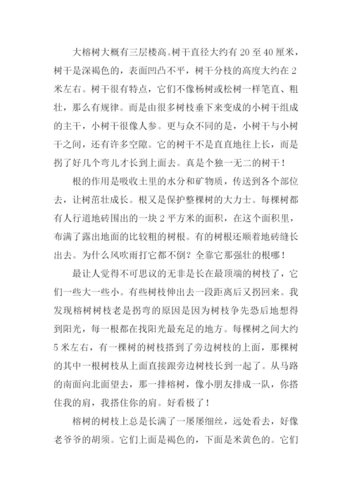 描写大榕树的作文.docx