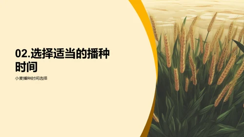 小麦种植科技解读