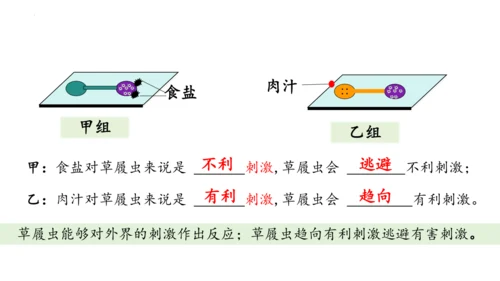 人教版七年级生物上册（2024）1.3.4 单细胞生物 课件(共22张PPT)+视频素材