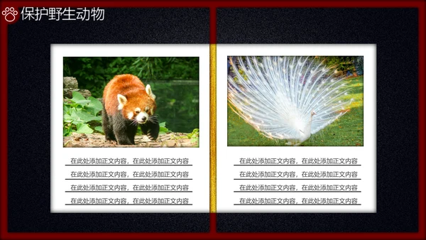 生态野生动物大熊猫保护宣传通用PPT模板