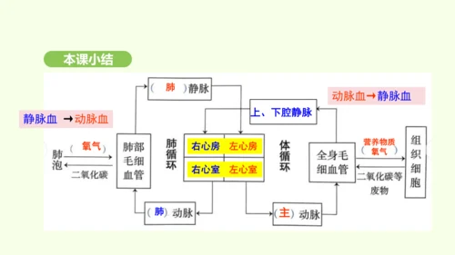 第四单元-第四章-第三节 输送血液的泵——心脏（第2课时）课件-2024-2025学年七年级生物下学