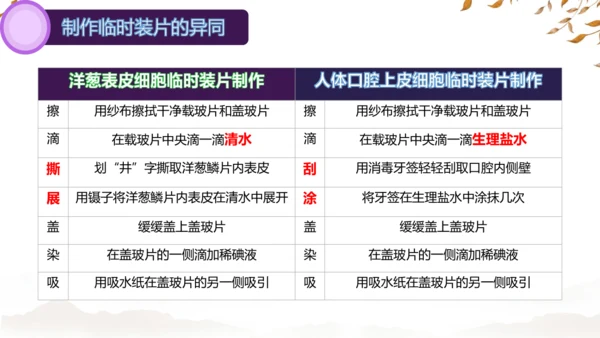 人教版（2024）七年级上册1.2.3动物细胞 课件(共27张PPT)