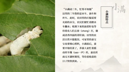 传统节气小满一抹绿色通用PPT模板