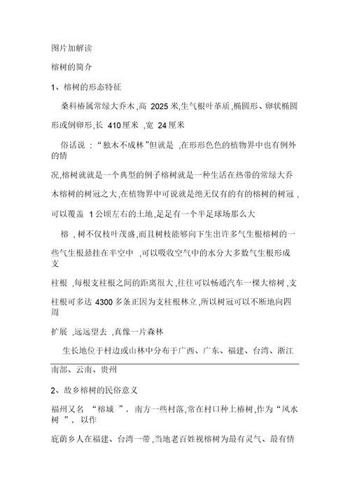 《故乡的榕树》教案