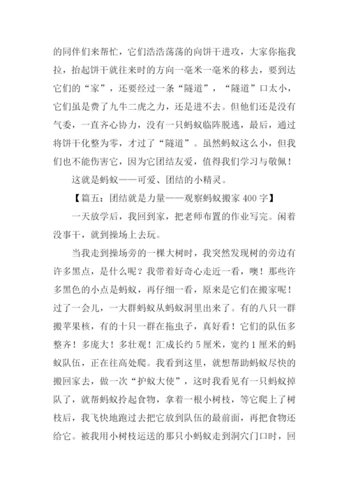 四年级观察动物作文.docx