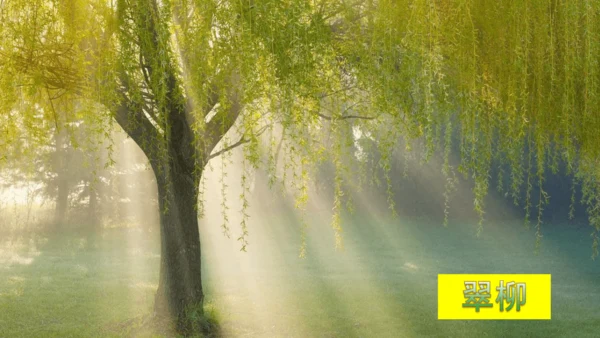 15 《古诗二首》（第二课时）——《绝句》-二年级下册统编版