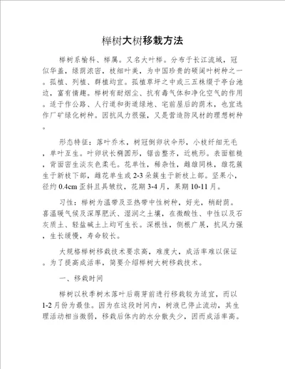 榉树大树移栽方法