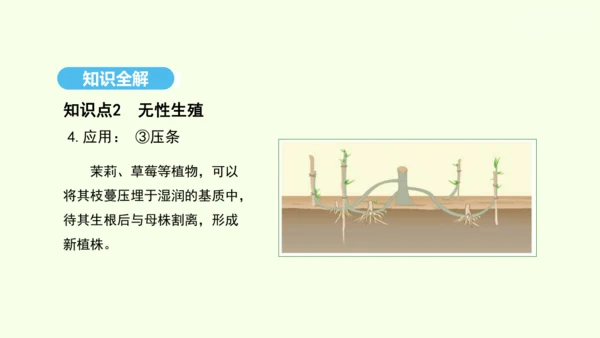 7.1.1植物的生殖课件-人教版生物八年级下册(共33张PPT)