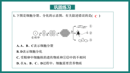 第一单元第三章从细胞到生物体（复习课件）-七年级生物上册同步教学精制课件（人教版2024）(共44张