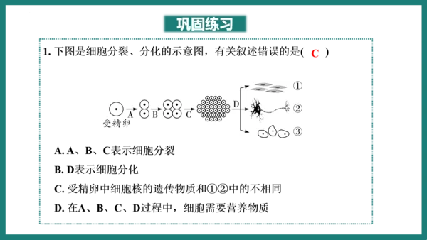 第一单元第三章从细胞到生物体（复习课件）-七年级生物上册同步教学精制课件（人教版2024）(共44张