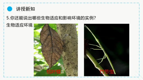 1.2.1生物与环境的关系课件2023--2024学年人教版生物七年级上册(共30张PPT)