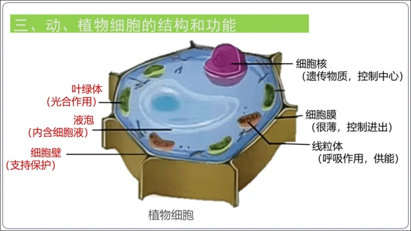 【2023秋人教七上生物期中复习考点梳理串讲+临考押题】第一章 细胞是生命活动的基本单位（串讲课件）