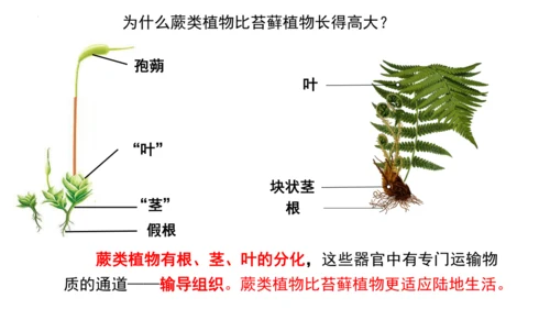 2.1.1藻类、苔藓植物和蕨类植物-七年级生物上学期同步优质课件（人教版2024）(共26张PPT)