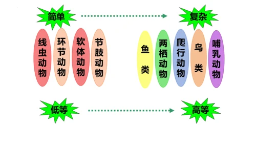 人教版生物七年级上册2.4.1《尝试对生物的分类》（教学课件）(共23张PPT)