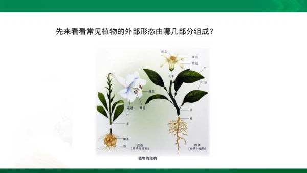 人教版一年级下册美术11《太空里的植物》精品课件
