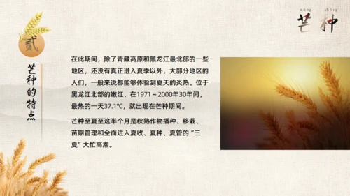 金色麦穗二十四节气之芒种通用PPT模板