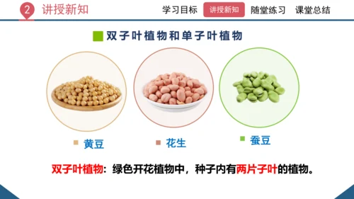 3.1.2  种子植物（课时1 种子的结构）课件-2023-2024学年人教版生物七年级上册(共24